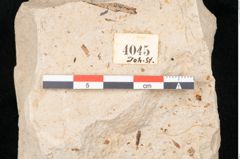 Foto (Detailansicht) von Myrica lignitum Unger (NHMW-GEO-2024-0188-4045)